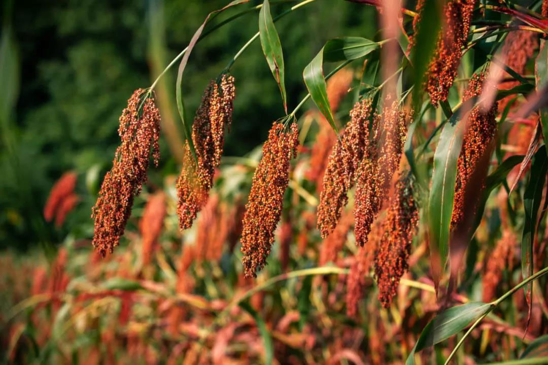 醬香型白酒都是高粱酒嗎？